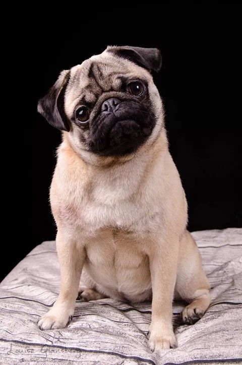 pets 2